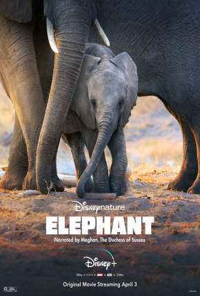 Elefante - Legendado Download