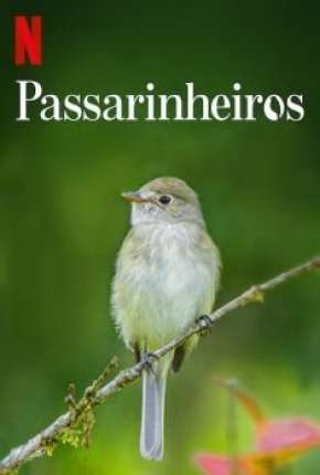 Passarinheiros - Birders Download